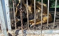 Tigre encadenado en una pequeña jaula sin comida ni agua