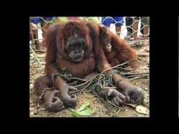 El circo consigue animales a través de mafias ilegales que capturan  ejemplares como ésta orangutana y su bebé que son encadenados y condenados de por vida a la esclavitud , el maltrato y el cruel negocio de los circos